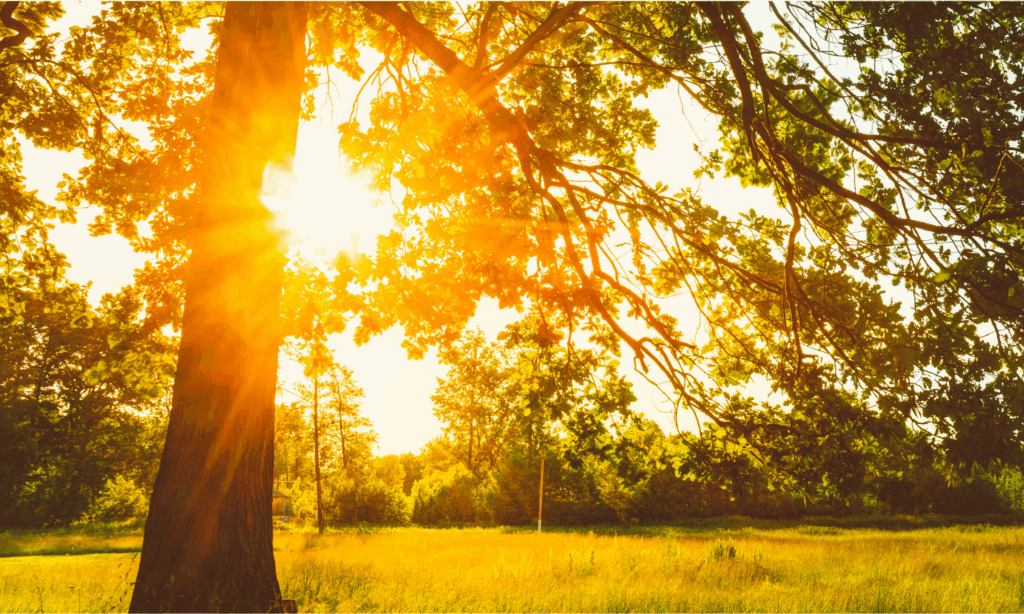 June 2025 newsletter- summery field with sunset