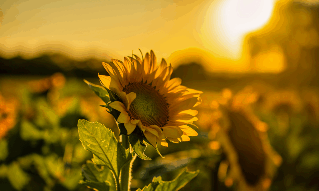 July 2025 newsletter- sunflowers in a field at sunset