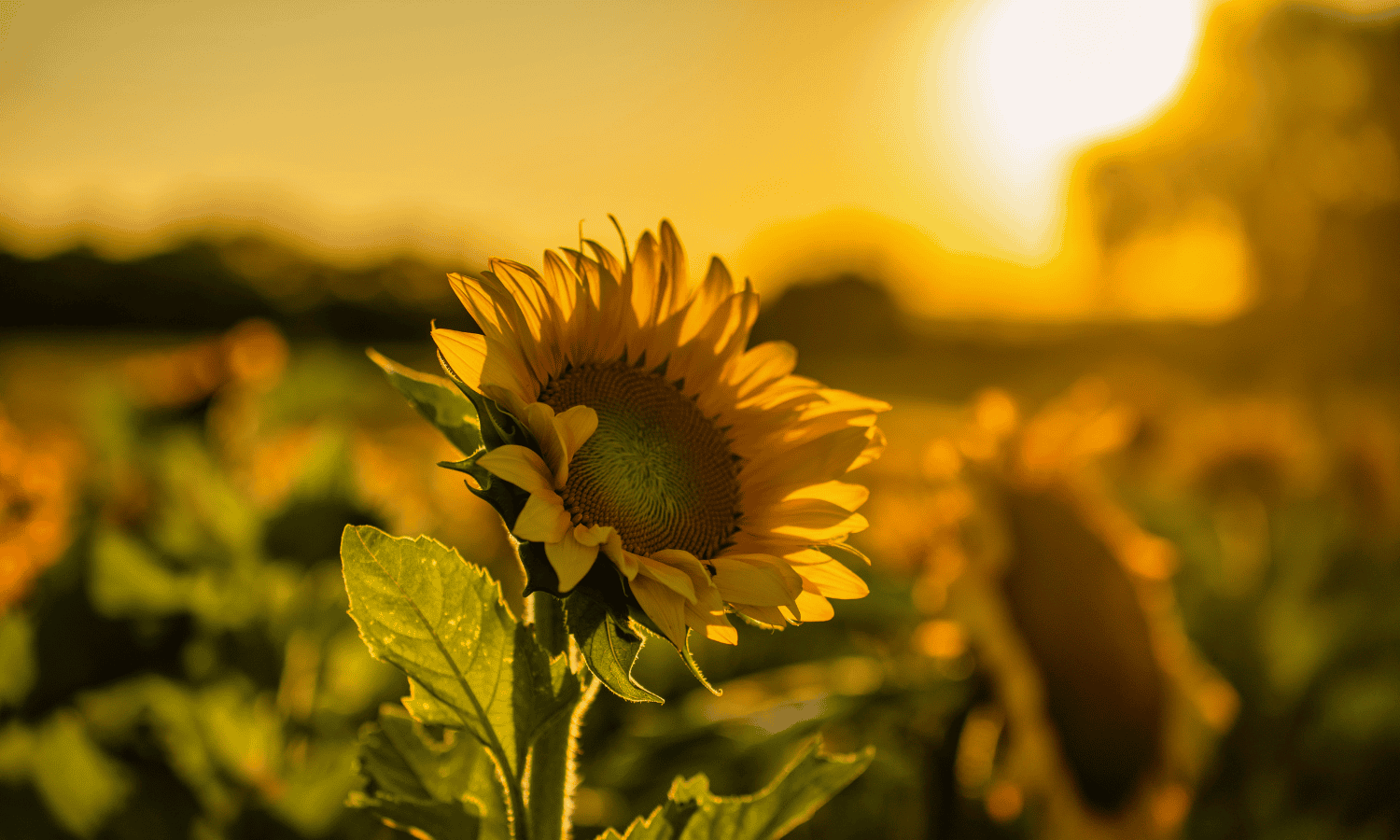 July 2025 newsletter- sunflowers in a field at sunset